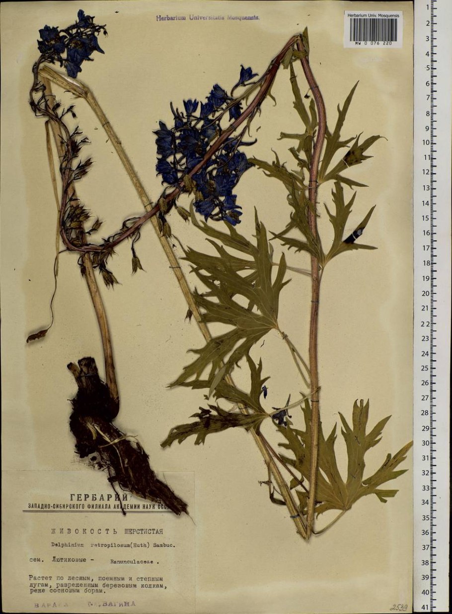 Vintage Botanical Prints Delphinium