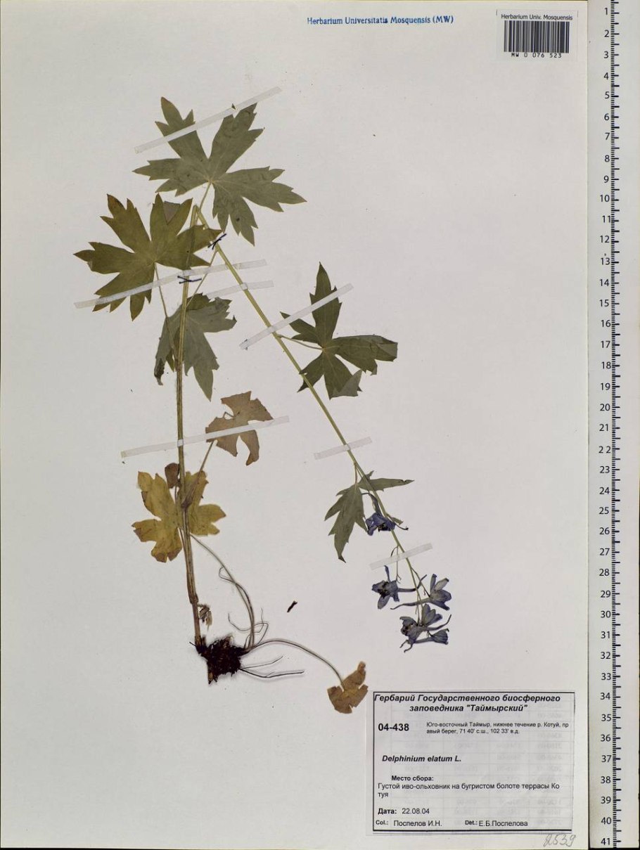 Ботаника - цветок дельфиниум