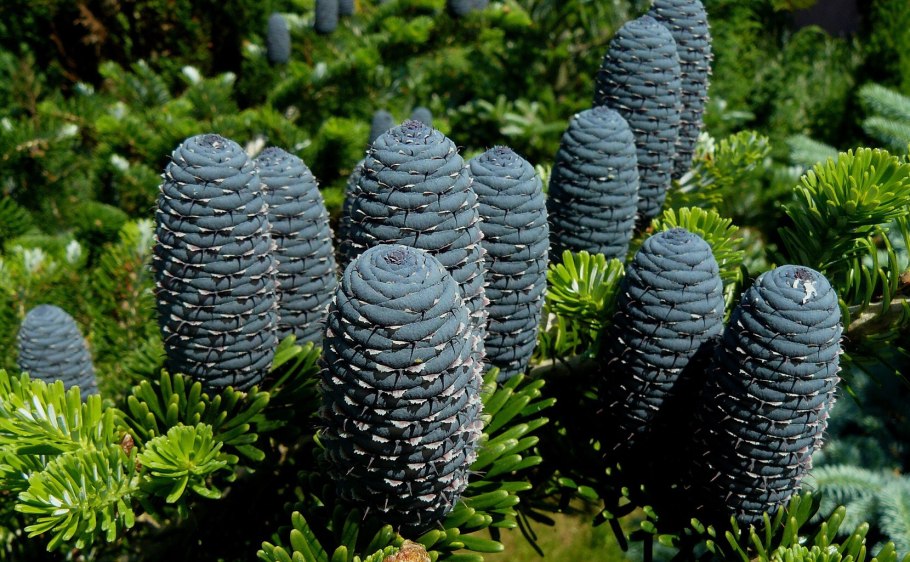 Abies Koreana Zenek