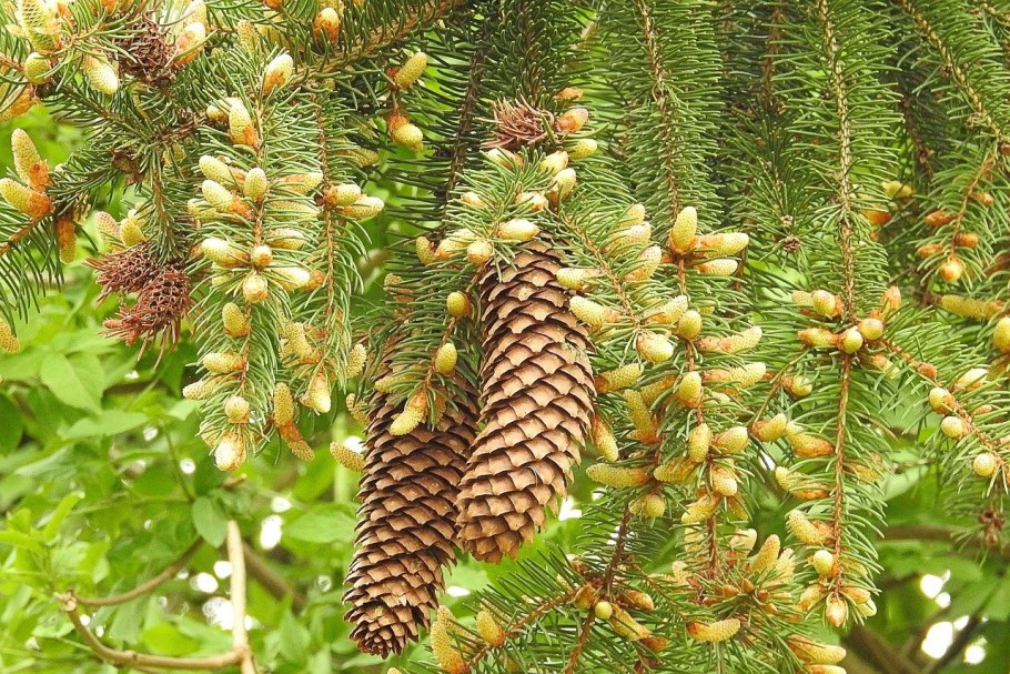 Fir Tree example