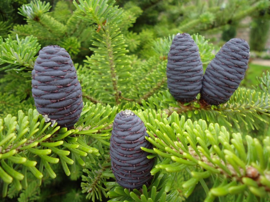 Пихта Сибирская Abies sibirica