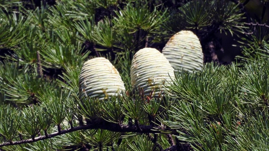 Пихта бальзамическая шишки