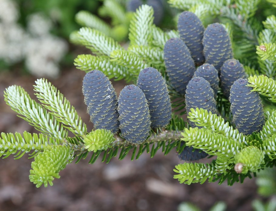 Пихта гималайская