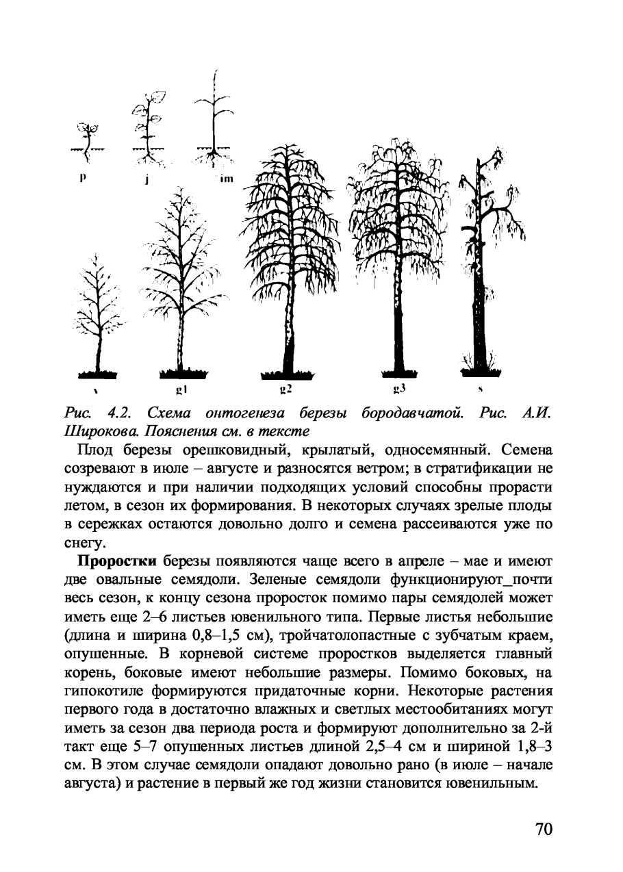 Диаметр корневой системы березы