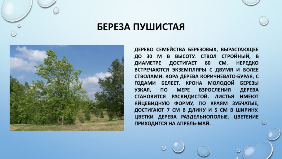 Береза пушистая диаметр кроны