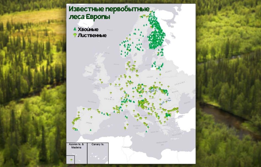 Девственные буковые леса Карпат
