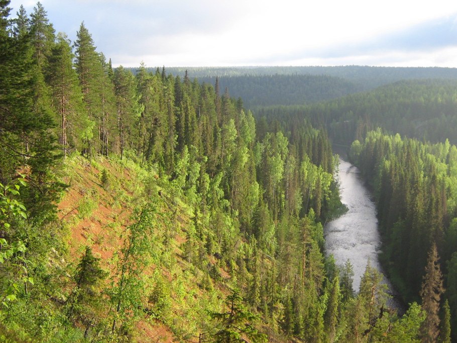 Буковые леса Карпат