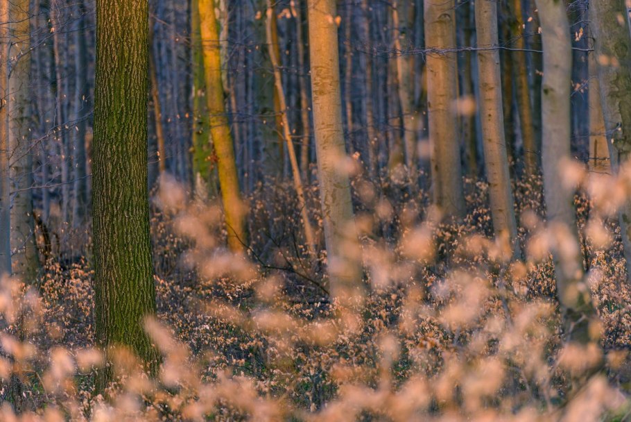 Леса Европы фото
