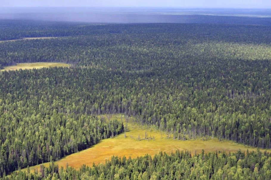 Карпатский лес Украина
