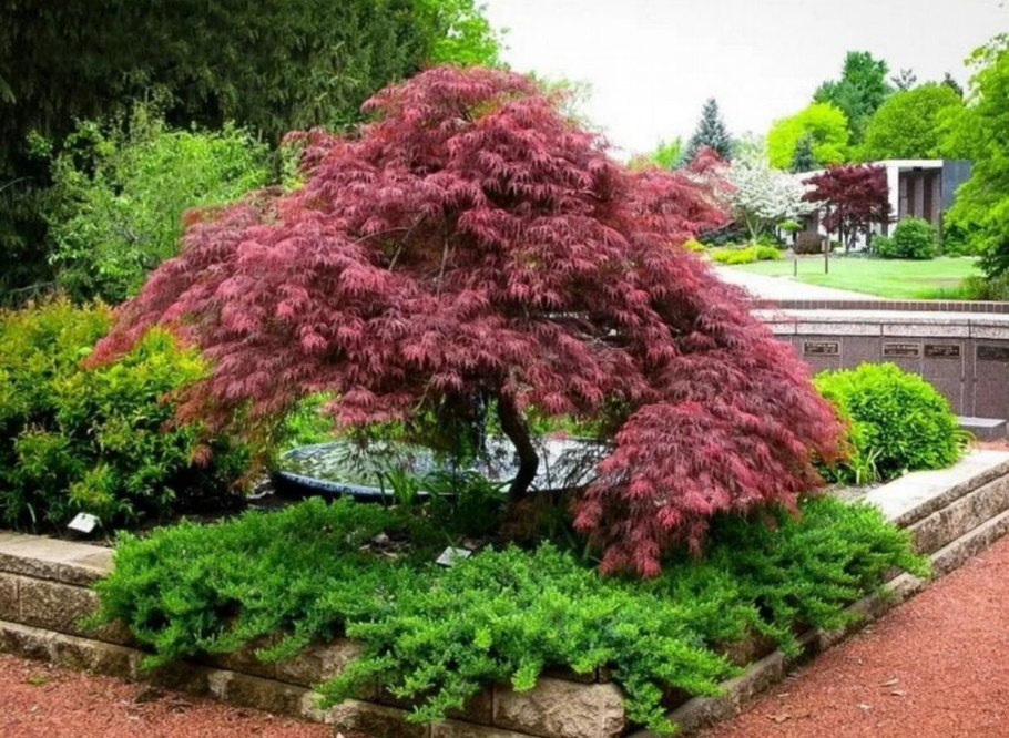 Acer palmatum 'Garnet'