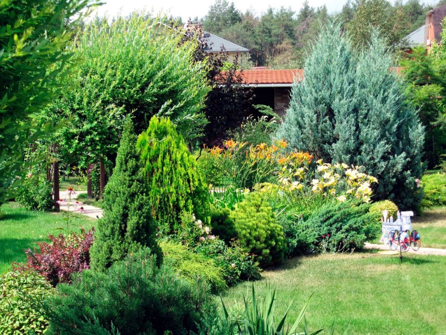 Клен дланевидный Acer palmatum