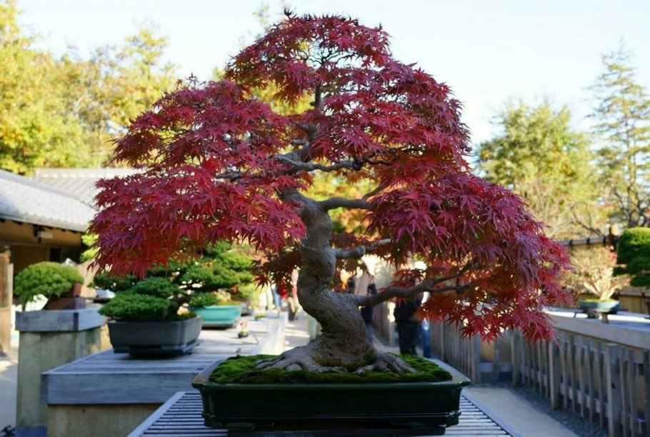 Сосна Горная Ватерери