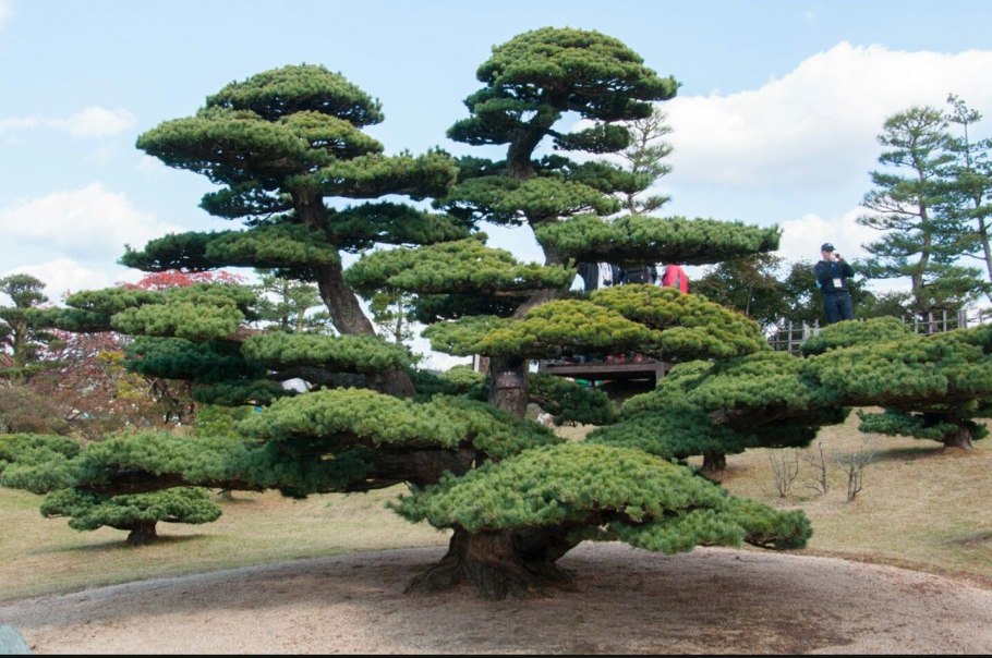 Ива шаровидная ниваки