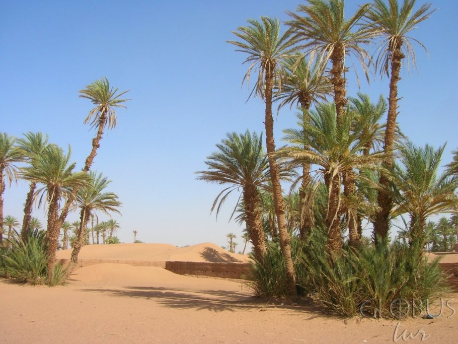 Красивоцветущие кустарники Египта