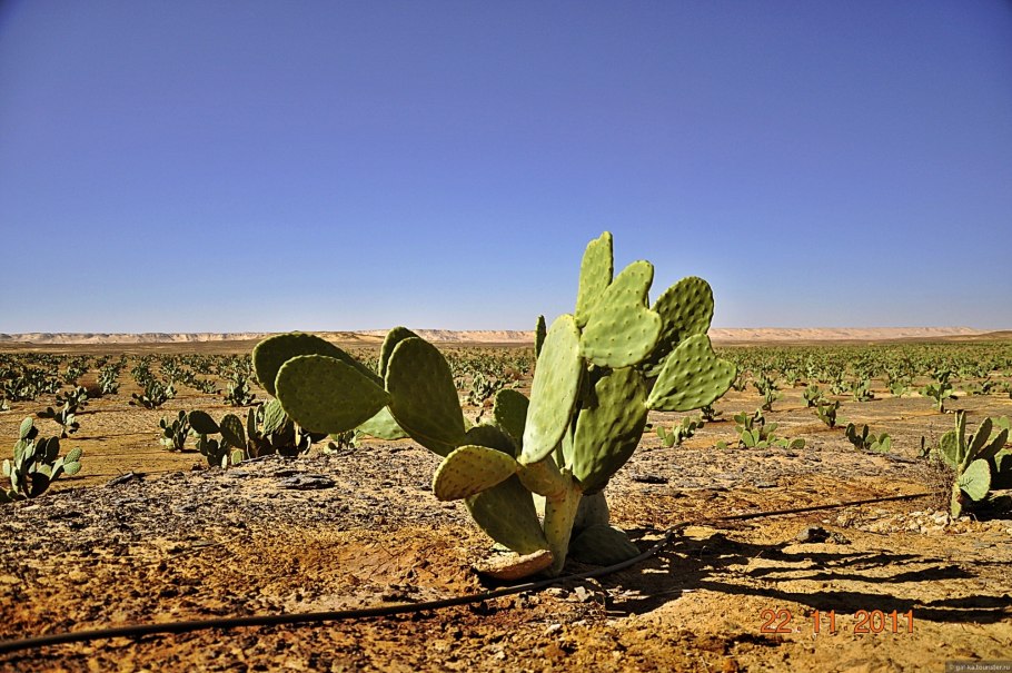Флора Египта