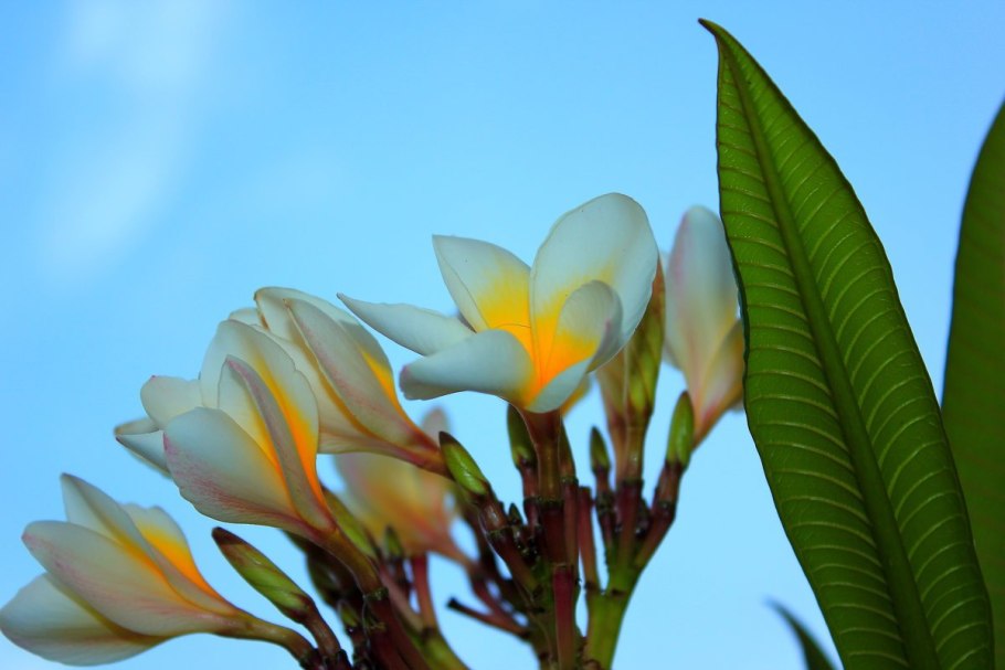 Финиковая Пальма с финиками