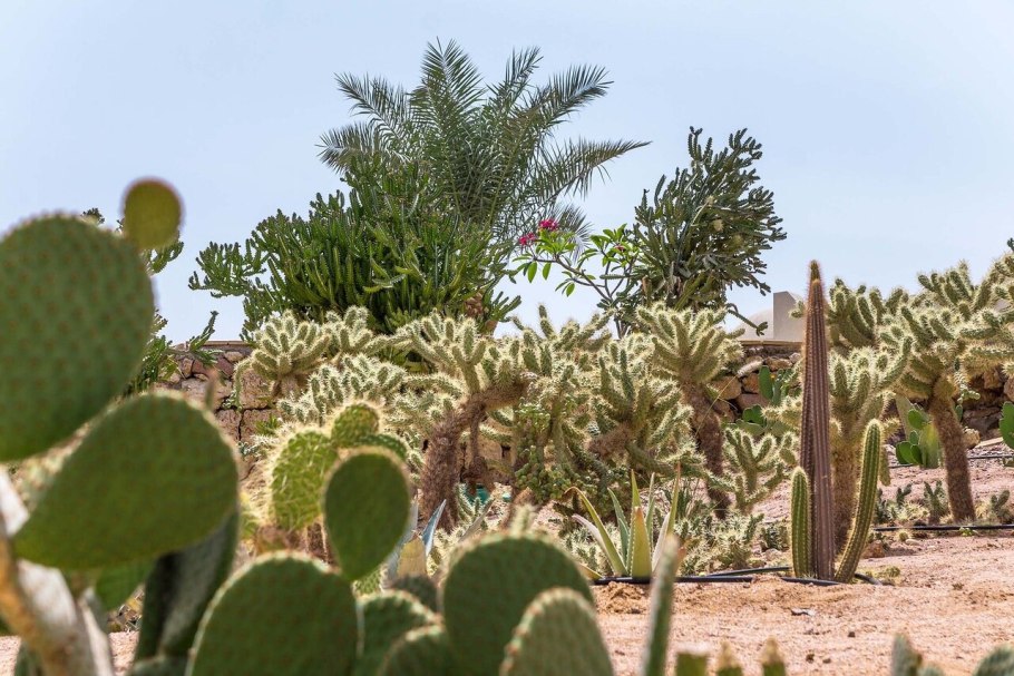 Флора и фауна Египта