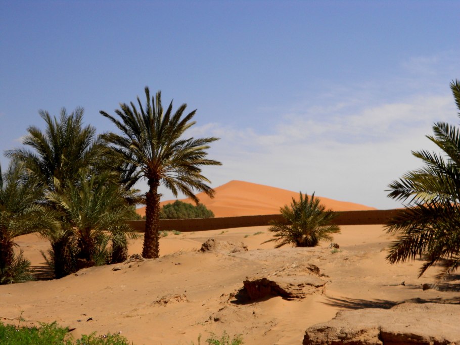 Финиковые пальмы в Египте