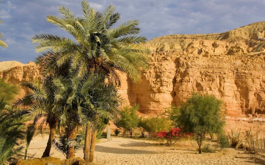 Цветущая пустыня Сонора