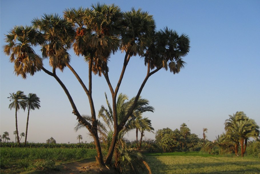 Растения пустынь эфемеры