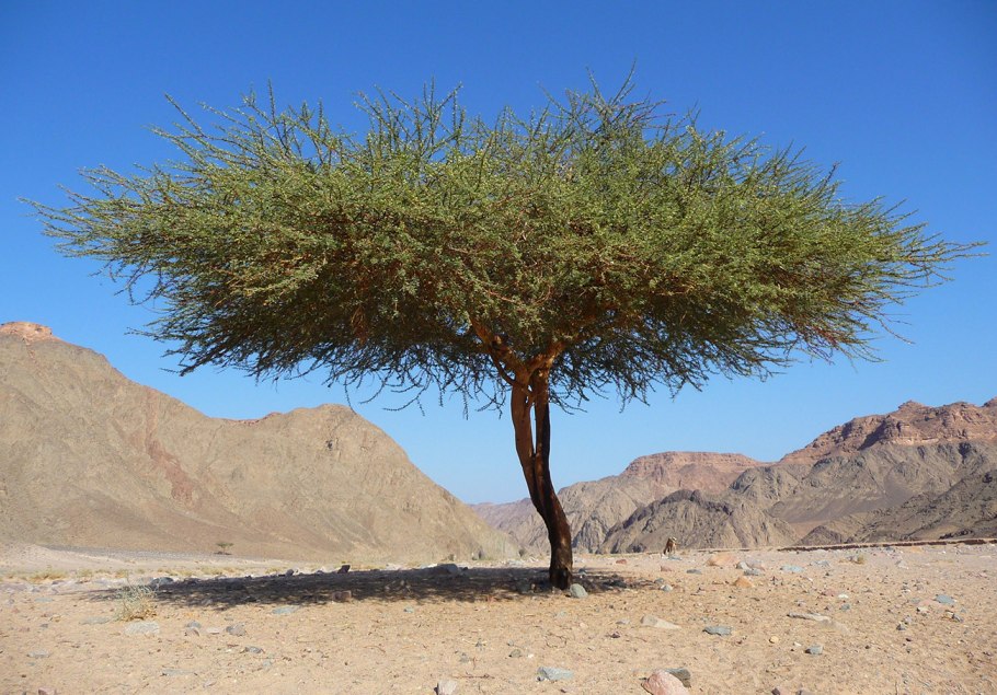 Египетский тростник Папирус