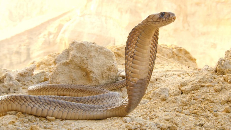 Ксерофиты Африки