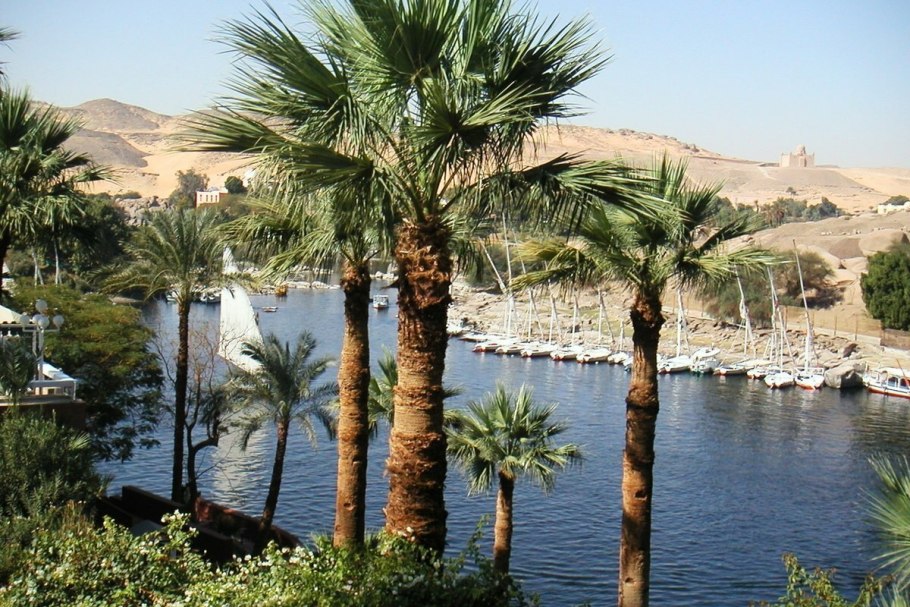 Животный мир Египта