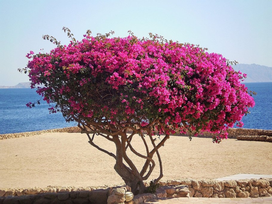 Египет Долина Нила банановые плантации финиковые пальмы