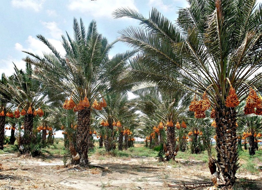 Финиковые пальмы в Египте