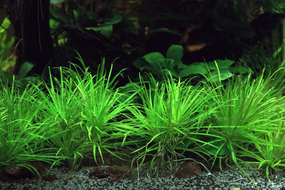 Бликса японская (Blyxa japonica)