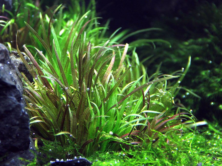 Blyxa aubertii