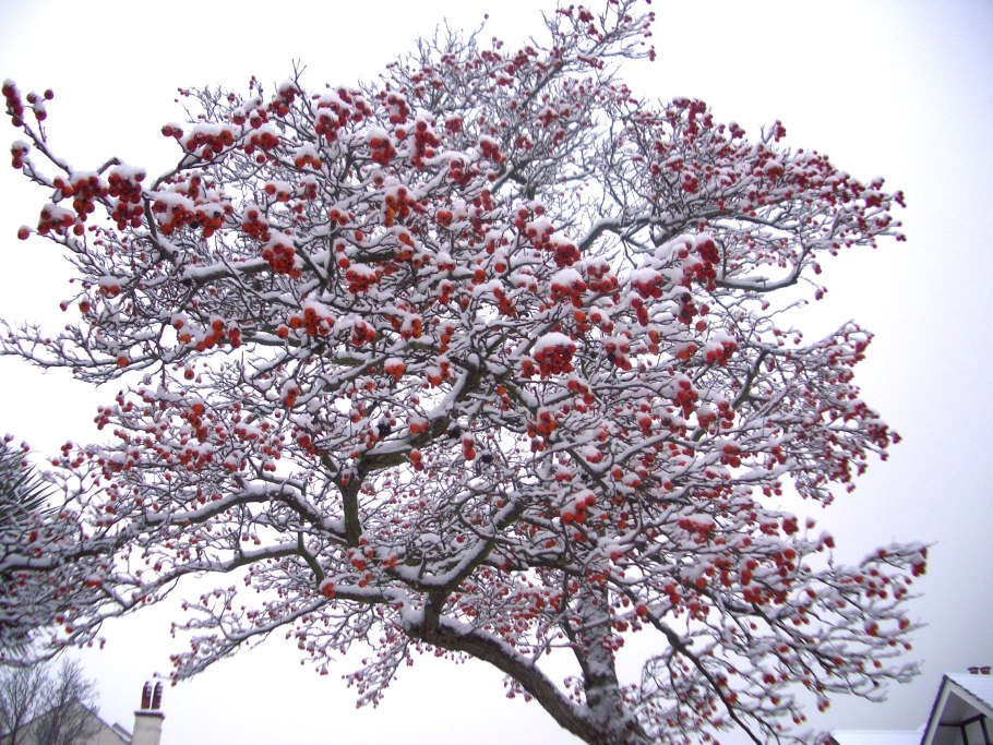 Зимние яблоки