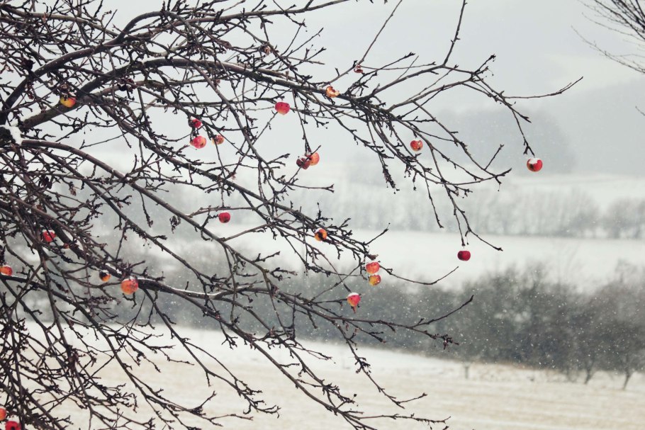 Зимние яблони для Южного Урала