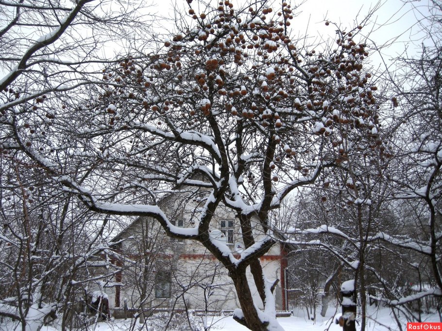 Яблоня дерево зимой