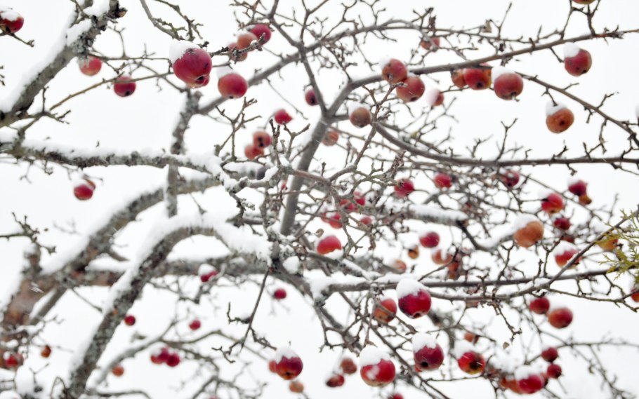 Яблоневый сад зимой