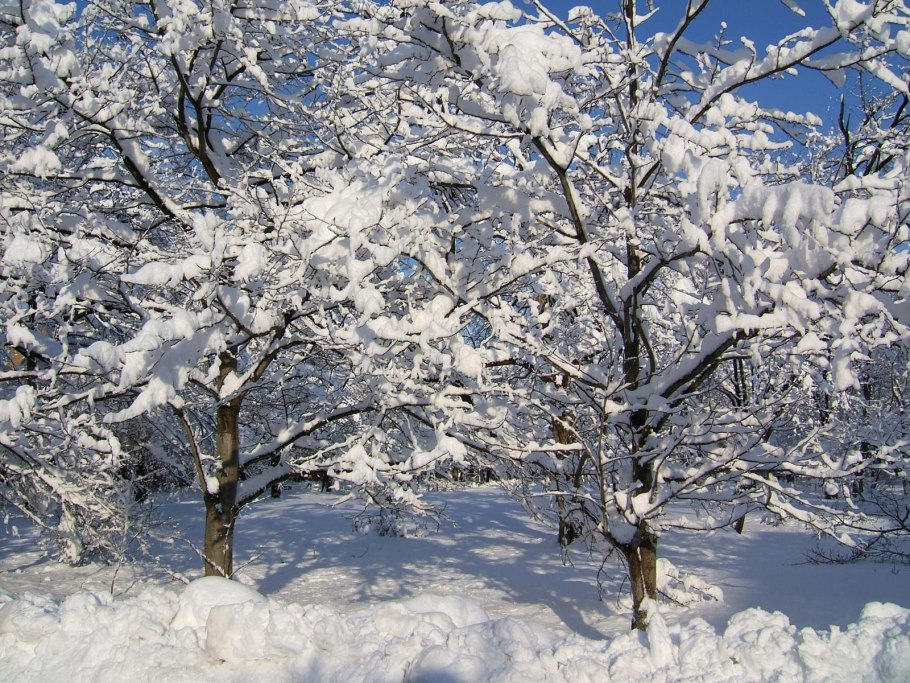 Яблоня Недзвецкого зимой