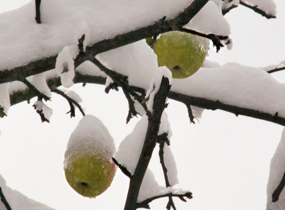 Ягоды в снегу