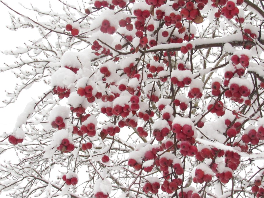 Деревья для зимнего сада