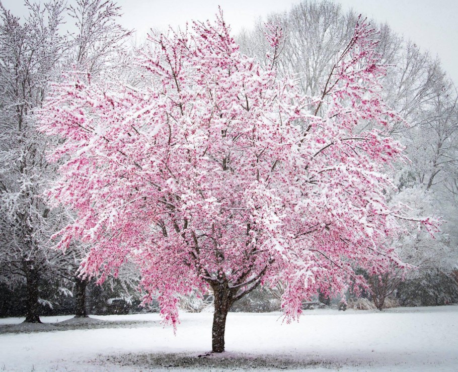 Яблоки под снегом