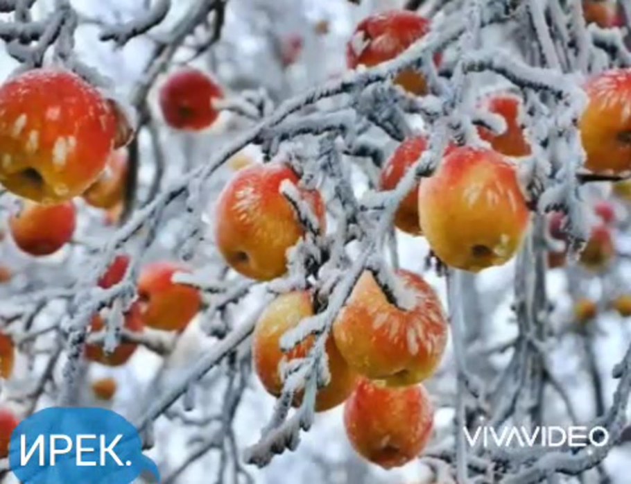 Желто зеленое яблоко на снегу