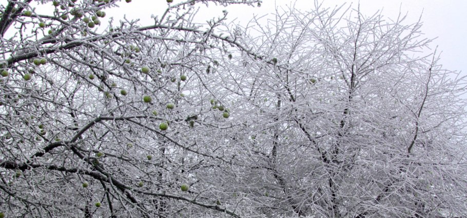 Осенние листья в снегу