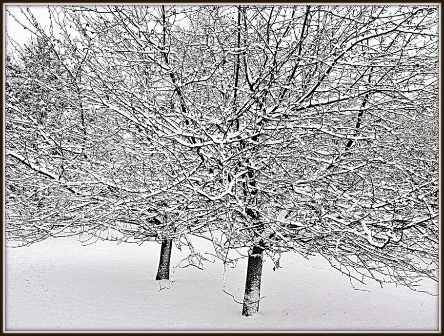 Цветущие деревья в снегу