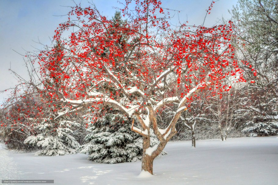 Яблоки на снегу картинки на рабочий стол