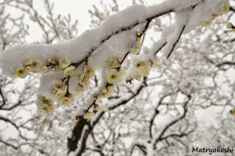Плодовые деревья в снегу