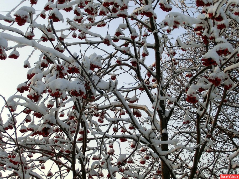 Дерево рябина зимой