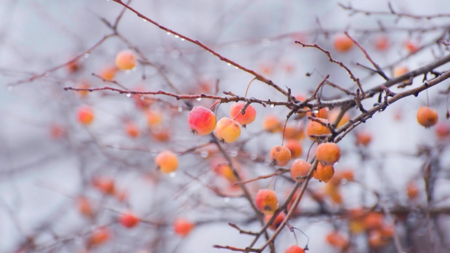 Деревья в снегу