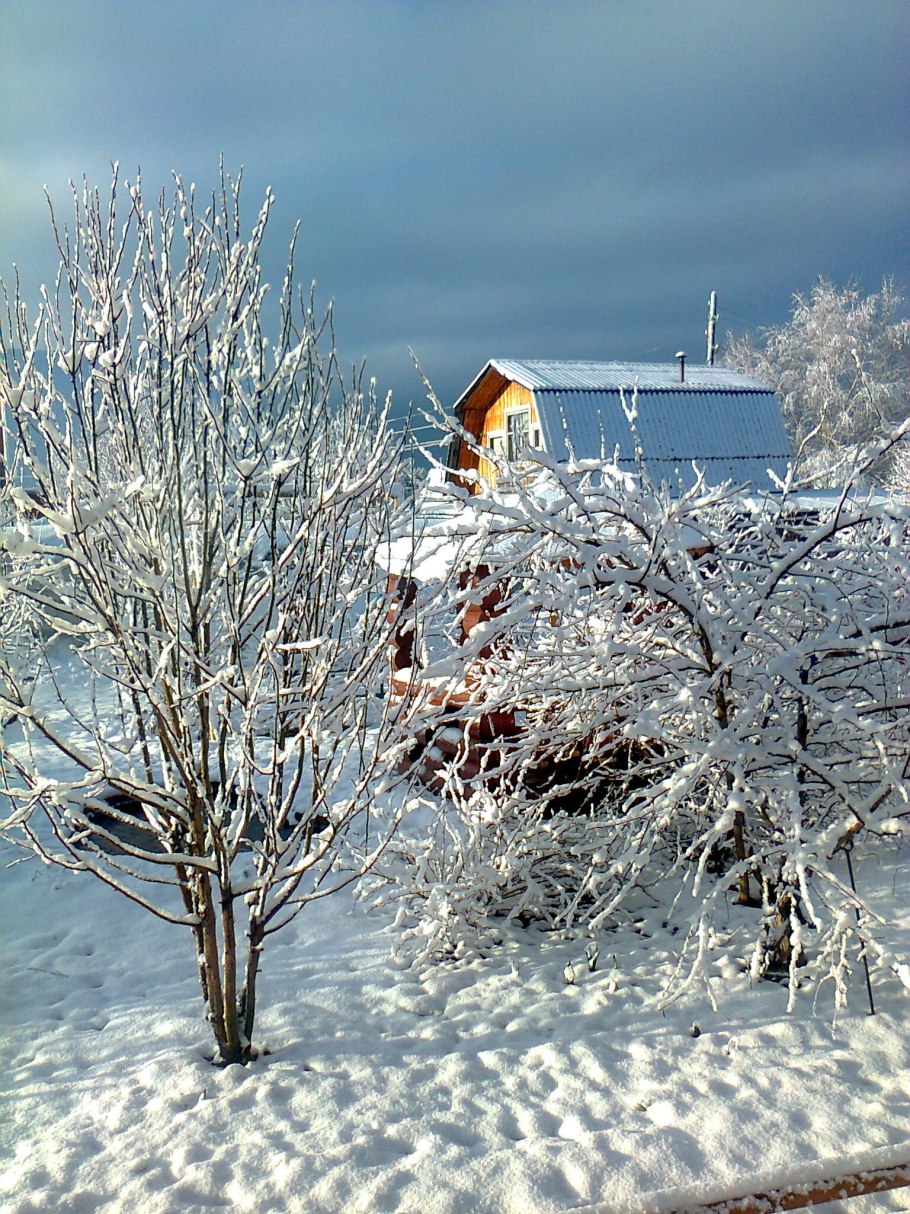 Яблоня зимой