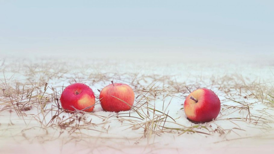 Дерево груши зимой