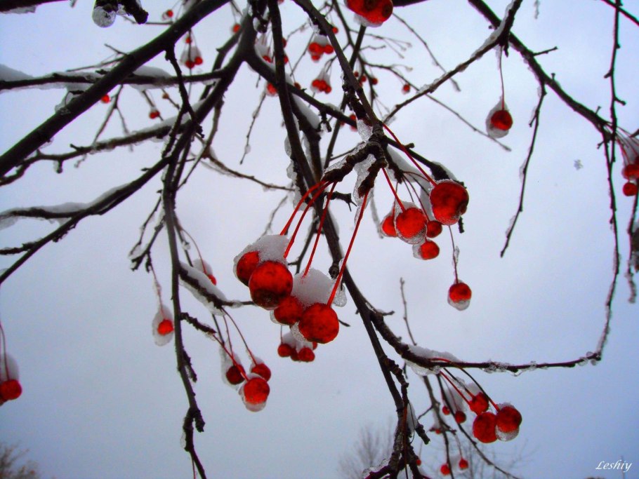 Дичка яблоня зимой