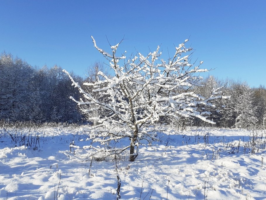 Яблоня Рудольф зимой